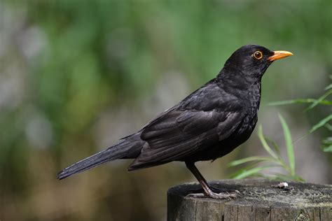 pic of blackbird|blackbird pictures images.